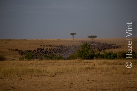 Maassi.Mara.Kenya.Africa.safari.migration.bigfive.wildlife.rivercrossing.disappointment.hazel.vint.hazey.photography-1