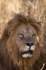 Maassi.Mara.Kenya.Africa.safari.migration.bigfive.wildlife.rivercrossing.disappointment.hazel.vint.hazey.photography-17