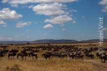 Maassi.Mara.Kenya.Africa.safari.migration.bigfive.wildlife.rivercrossing.disappointment.hazel.vint.hazey.photography-32