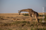 Maassi.Mara.Kenya.Africa.safari.migration.bigfive.wildlife.rivercrossing.disappointment.hazel.vint.hazey.photography-69