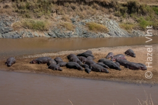 Maassi.Mara.Kenya.Africa.safari.migration.bigfive.wildlife.rivercrossing.disappointment.hazel.vint.hazey.photography-86