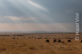 Maassi.Mara.Kenya.Africa.safari.migration.bigfive.wildlife.rivercrossing.disappointment.hazel.vint.hazey.photography-98