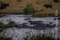 Maassi.Mara.Kenya.Africa.safari.migration.bigfive.wildlife.rivercrossing.disappointment.hazel.vint.hazey.photography-99
