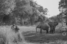 hired guide with client and elphants